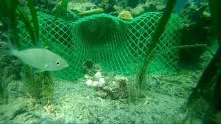 Part 2 PANGGAL EXPERIMENT UNDER WATER | PAANO MAKAHULI NG MARAMING ISDA fishing under water#fishtrap