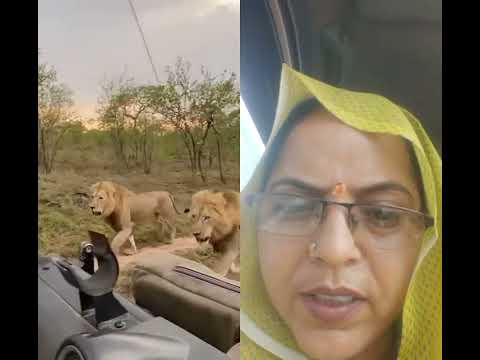 शेरों  में जबरदस्त लड़ाई#funny