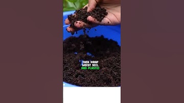 Air Layering a Tree Branch 🌱 Grow a Whole New Tree in 30 Days!