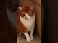 Arranhador Adesivo Pet para Gatos | Protege Sofá, Cama e Móveis | Protetor Pet
