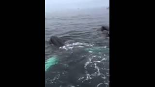 Des baleines à bosse mangent sur la côte de Cape Cod