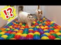 ボールプールチャレンジをする猫【関西弁でしゃべる猫】 【猫アテレコ】
