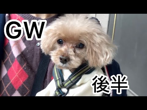 実家へ遊びに行ってきました! トイプードル/再婚夫婦