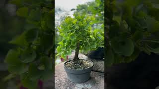Ginkgo bonsai by Ginkgo Hatás😃🌳 #ginkgo #bonsai #ginkgohatas #relax #tree