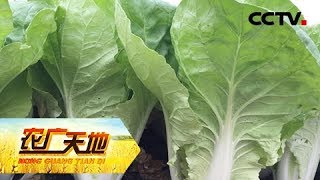 《农广天地》大白菜杂交制种技术 20180917 | CCTV农业