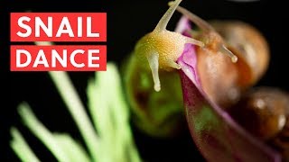 Snails Dance And Eat Mushroom Bao After Work