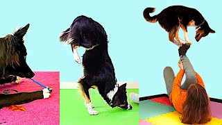 200 + amazing Dog Tricks performed by Jane, Lee & Ben