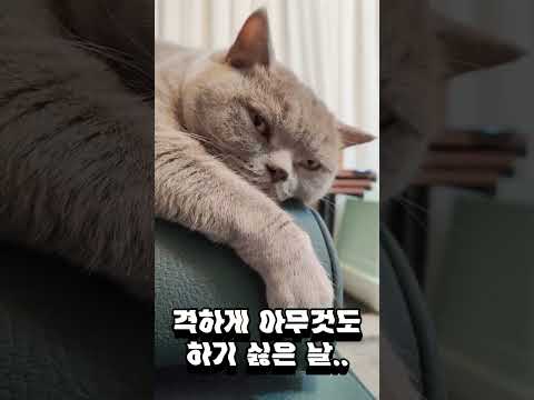 귀찮냥~