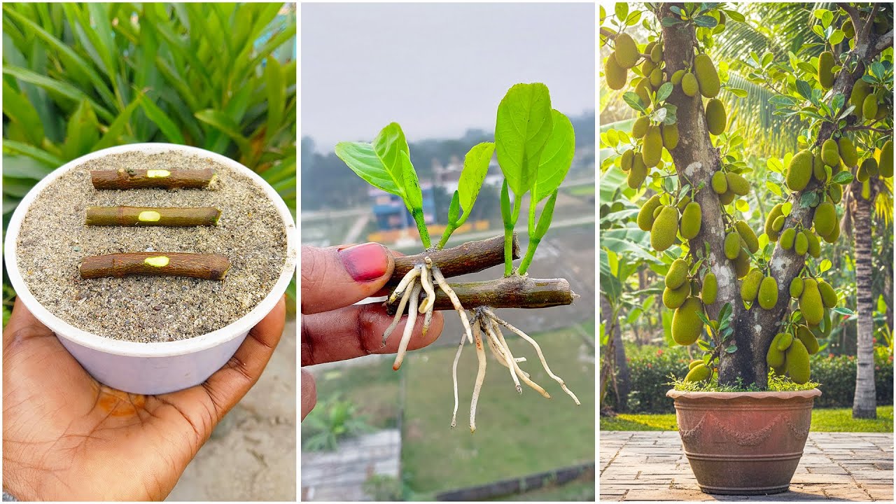 Простой способ вырастить джекфрут дома из стеблей | Пошаговая инструкция