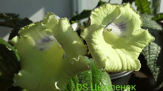 картинка: Как выбрать лист для укоренения стрептокарпуса.