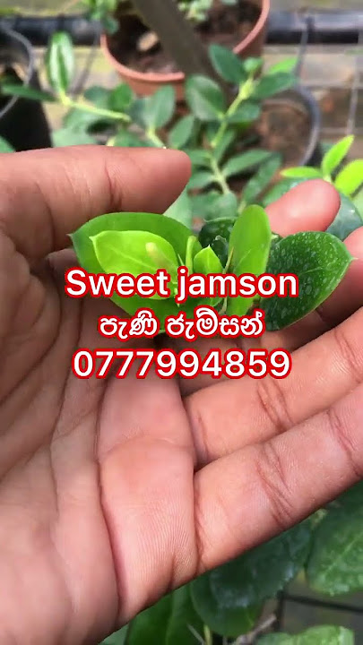 Sweet Jamson