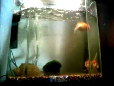 в аквариуме плавало 18 рыбок. речевая игра аквариум. рыбки в океанариуме. в аквариуме плавало 18 рыбок. задачи про рыб.