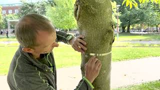How to fit a tree growth (dendrometer) band