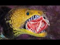 Moray fish attack  vs cooca cola| Dramatic Fight Moray Eel,, Octopus &amp; Crab | Battle in Sea