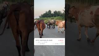 Trader Mini Vlog | Live Trading Optoins Buying | #minivlog #myfirstvlog #stockmarket #trading #short