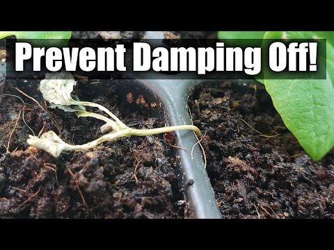 Video: My Pepper Seedlings Are Dieing: Reasons for Pepper Damping Off