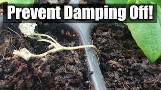 Damping Off In Seedlings - 8 Ways You Can Prevent It