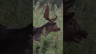 Elk sound. shortsfeed elk antlers