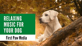 3 Hours of Relaxing Music for Your Dog