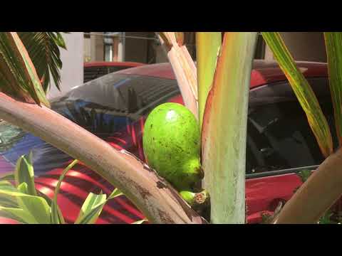 Avocado proves no gravity and a flat earth Avocado proves no gravity and a flat earth