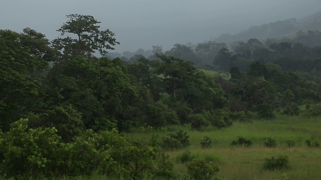 Rainstorm, Lopé National Park, Gabon - YouTube