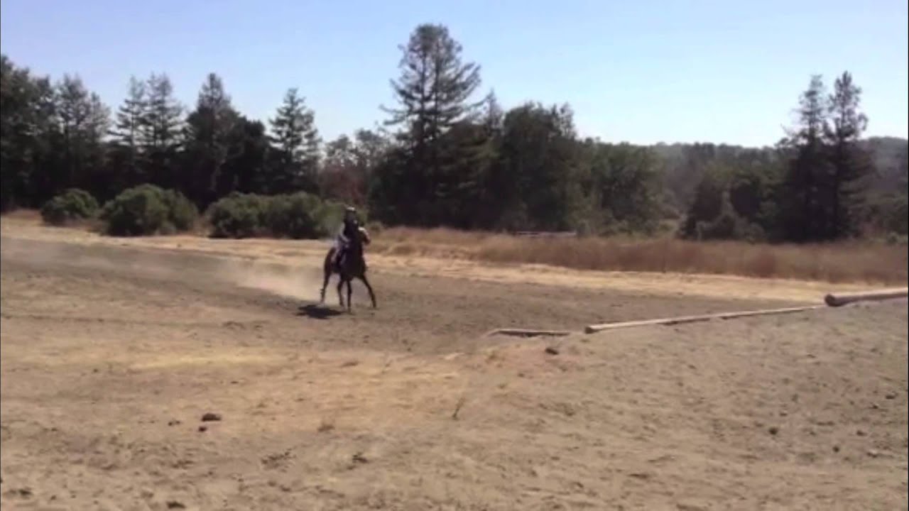 Salmon Leap (Leo) sale video YouTube