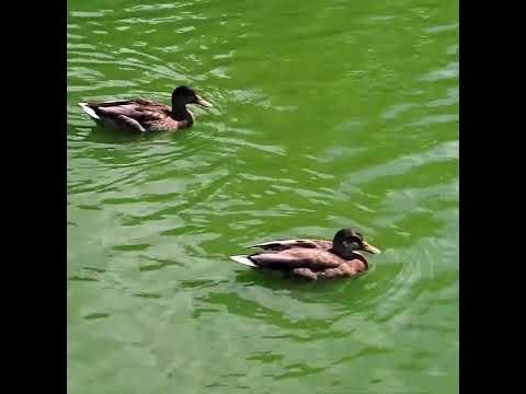 Two Ducks Slowly Swimming In a Pond - #shorts - YouTube