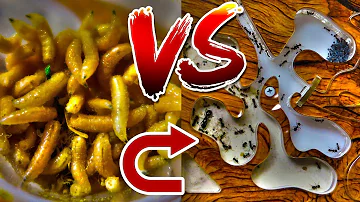 МУРАВЬИНАЯ ФЕРМА VS ОПАРЫШ / Что муравьи делают ночью?