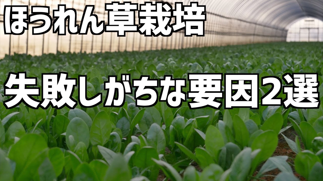 ほうれん草根切機 ほうれん草収穫機 株式会社 （カミイエ農機 ほうれん草収穫 ほうれん草 収穫 価格 収穫仕方） 92 