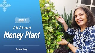 All About Money Plant / Pothos | Part1