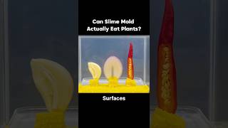 Slime Mold vs Chili, Garlic & Onion