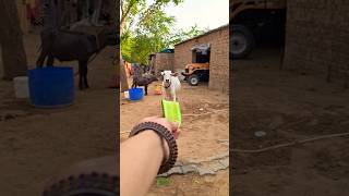 Meri gaiya aati hai mujhko doodh pilati hai #merigaiyaaatihai #cowvideos ##gaiyamerigaiya #cow #cows