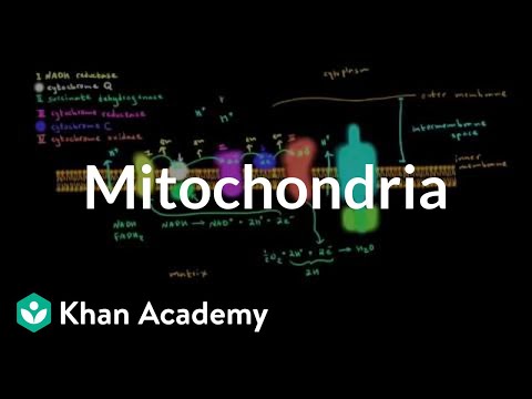 Video: Mitoxondrial oksidləşdirici fosforlaşma nədir?