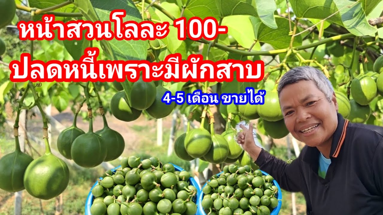 ปลดหนี้เพราะมีผักสาบ หน้าสวน กิโลกรัมละ 100 จากทำเกษตรทุกอย่างหันมาปลูกผักสาบอย่างเดียว