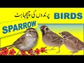 Sparrow birds  chirping of birds  sparrow birds eating food  chirping   