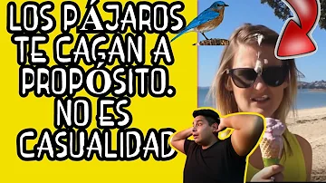 ¿Los pájaros hacen caca mientras vuelan?