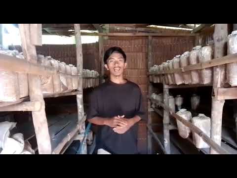 MBKM Kewirausahaan FEB UNTAN Bersama UMKM barokah Mushroom ?