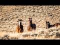Wyoming Horses Drone Flyover 4K