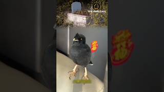সুন্দর একটি শালিক পাখির ভিডিও। 🐦❤️#shalik #bird #viralshorts #shorts #pakhi #nature@royal_688