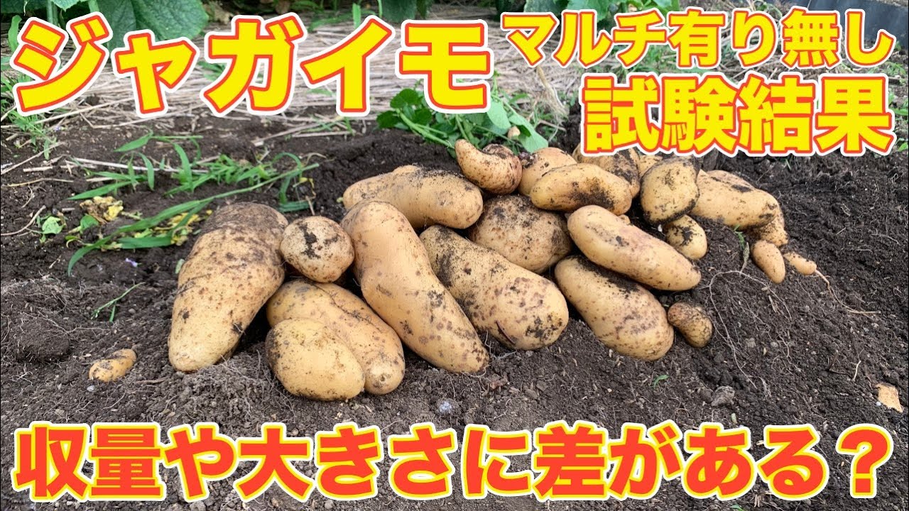 【試験結果】ジャガイモ栽培  マルチ有り無しでこんなに差があるの？驚くほど違いが見られました！！