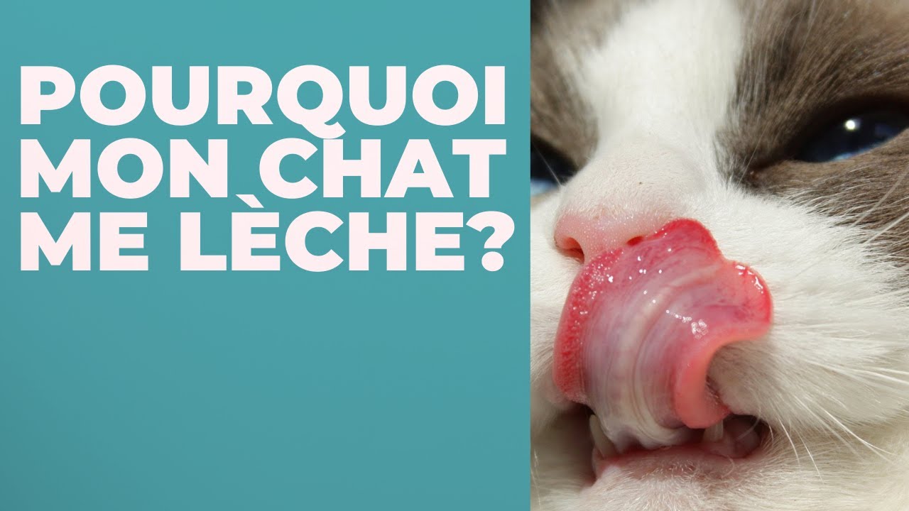 POURQUOI MON CHAT ME LÈCHE ? - YouTube