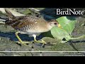 One Million People Taking Action for Birds
