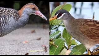 Gabung suara burung tikusan dan Sintar