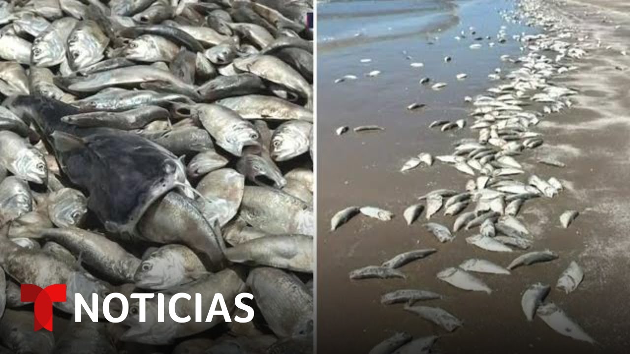 Impresionantes imágenes de miles de peces muertos en Texas | Noticias Telemundo