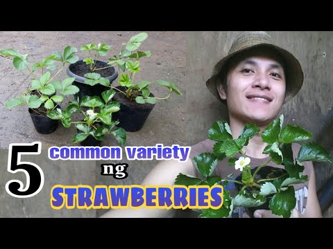 Video: Ang Iba't Ibang Mga Strawberry Ng Hardin Ng Chamora Turusi - Mga Tampok, Pangangalaga At Iba Pang Mahahalagang Aspeto, Ang Pagkakaiba Sa Pagitan Ng Mga Strawberry At Hardin Na Stra