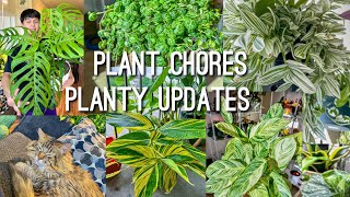 Balcony Plants Update, Watering Houseplants, & Repotting! Plant Chores 🪴