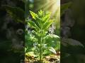 How Chlorophyll Works Inside Plants 🌿|How Plants Make Food Using Sunlight ☀️