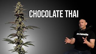 VARIEDAD de MARIHUANA: CHOCOLATE THAI
