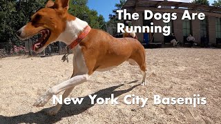 Spring Is Here, the Dogs Are Running  New York City Basenji Meetup  4 June 2023