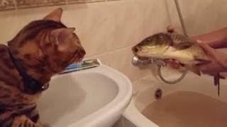 A cat and a big fish in bathroom / Кот и большая рыба в ванной A cat and a big fish in bathroom / Кот и большая рыба в ванной